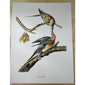 Audubon Birds of America Passenger Pigeon Original  Print Vtg 1950 Peterson 9x12